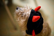 Peanut And Halloween